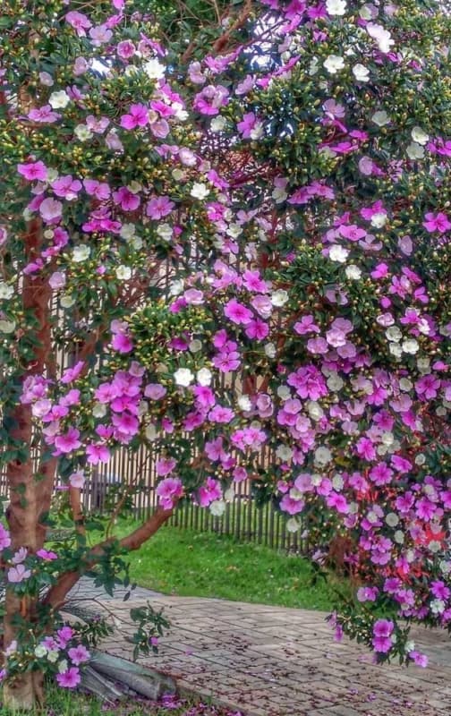 calçadas com manacá da serra