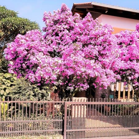 casa com manacá da serra