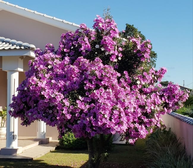 jardins com manacá da serra