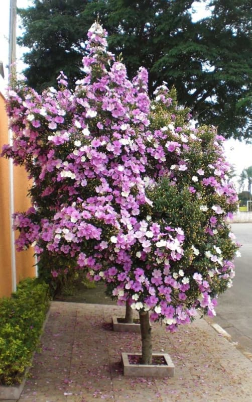 lindo manacá da serra em calçada