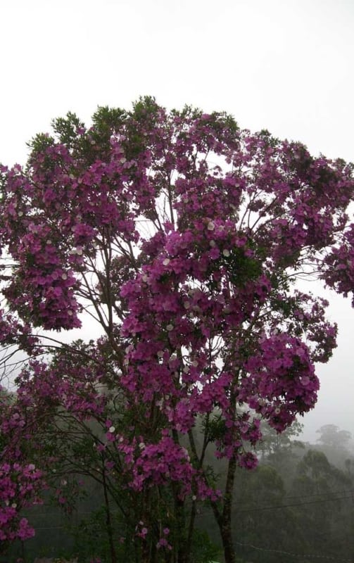 lindo manacá da serra