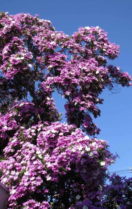 manacá da serra de grande porte