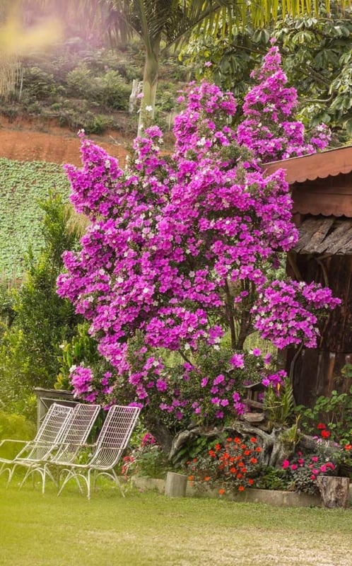 manacá da serra em jardim