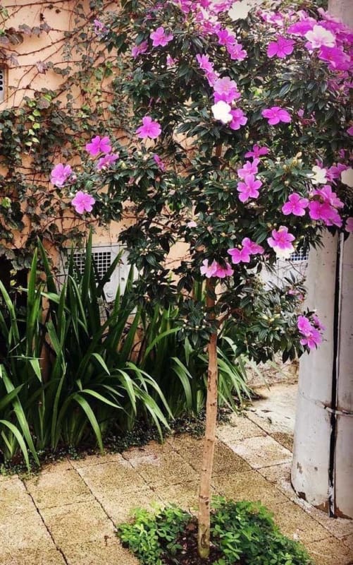 manacá da serra plantado em calçada