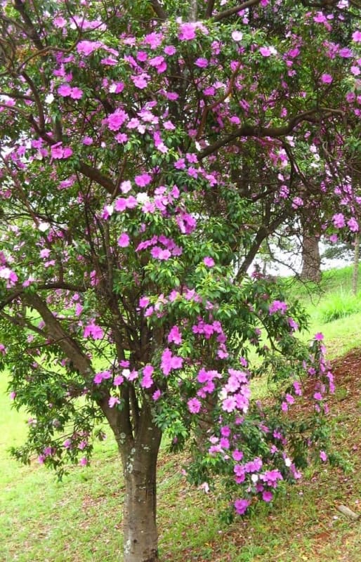 manacá da serra rosa 1