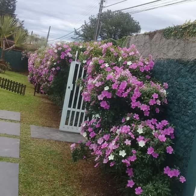 manacá na entrada do jardim