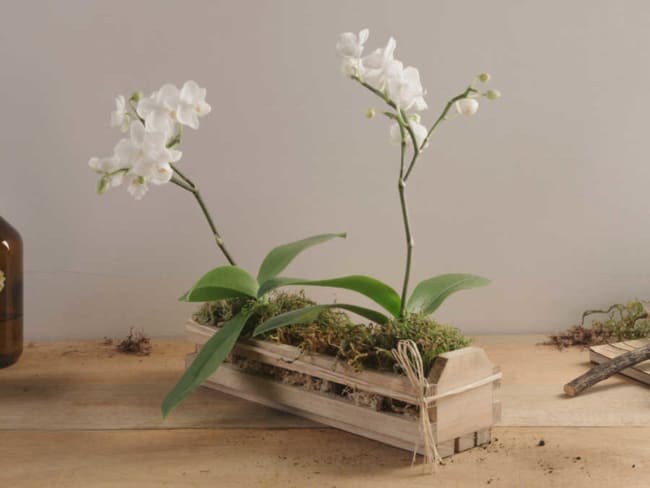 mini orquídeas branca em vaso de madeira