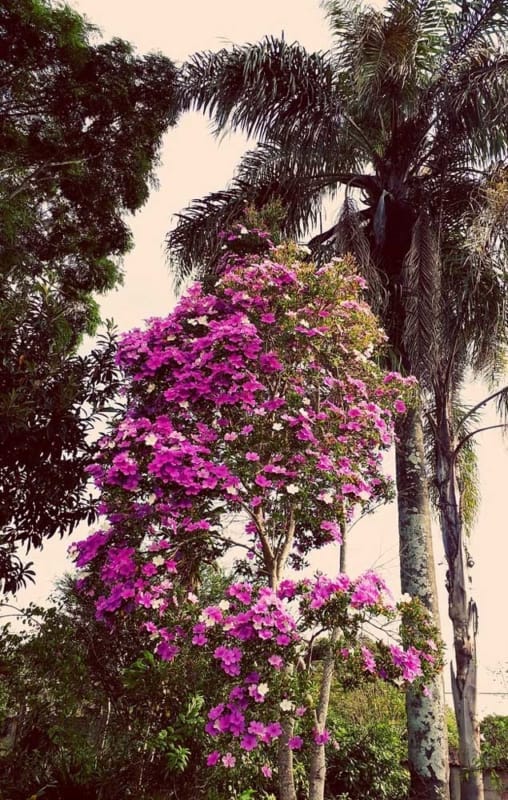 parque com manacá da serra