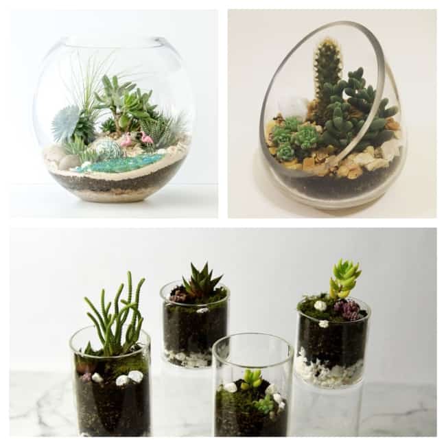 terrário de suculentas 1