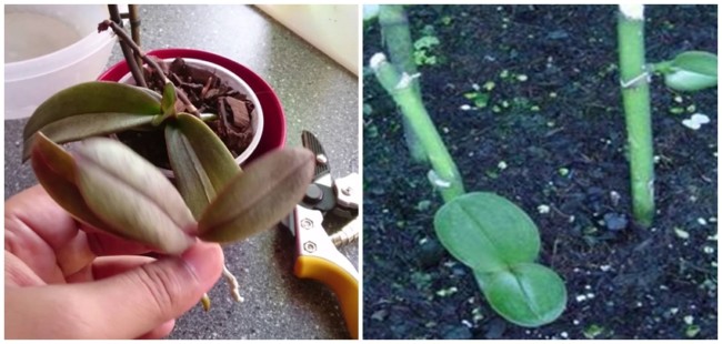 dicas para fazer muda de orquídea phalaenopsis