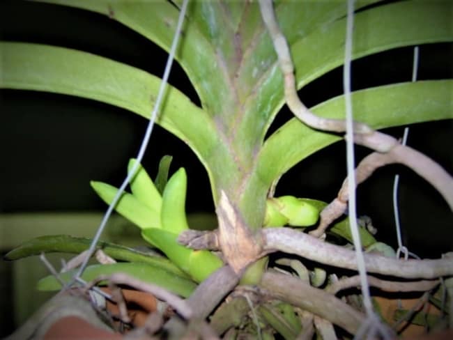 muda de orquídea vanda