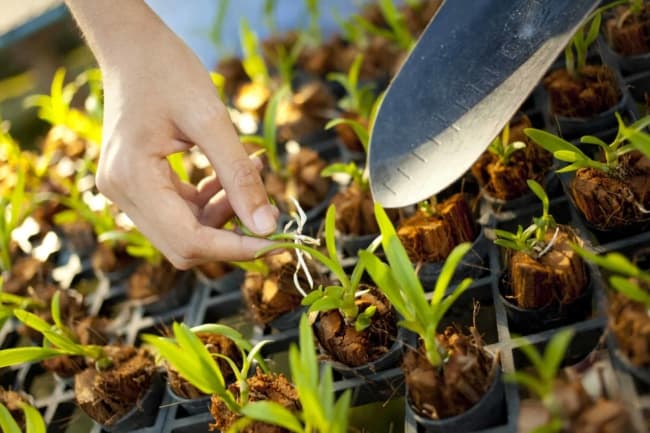 como fazer muda de orquídea pelo caule