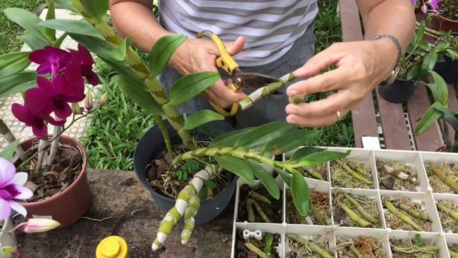 passo a passo para fazer muda de orquídea pelo caule