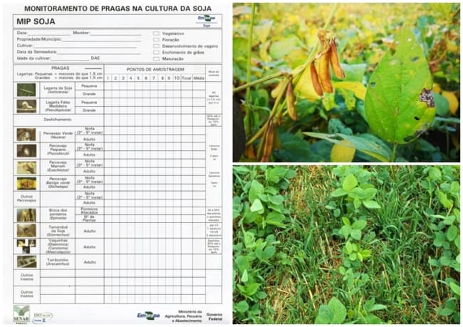 dicas para melhorar cultivo da soja