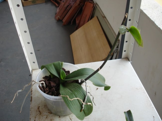 passo a passo para fazer muda de orquídea phalaenopsis
