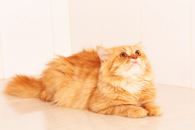gato grande persa