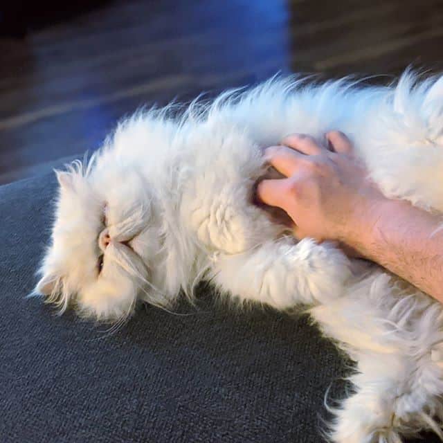 lindo gato persa branco
