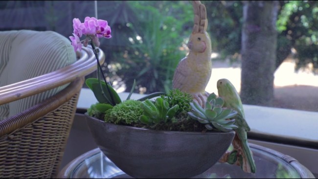 mini orquídeas em vaso no terraço