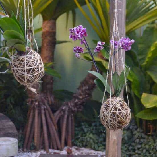 mini orquídeas em mini jardim