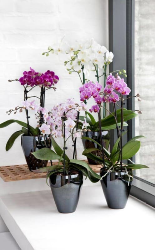 mini orquídeas em vasinhos na sala
