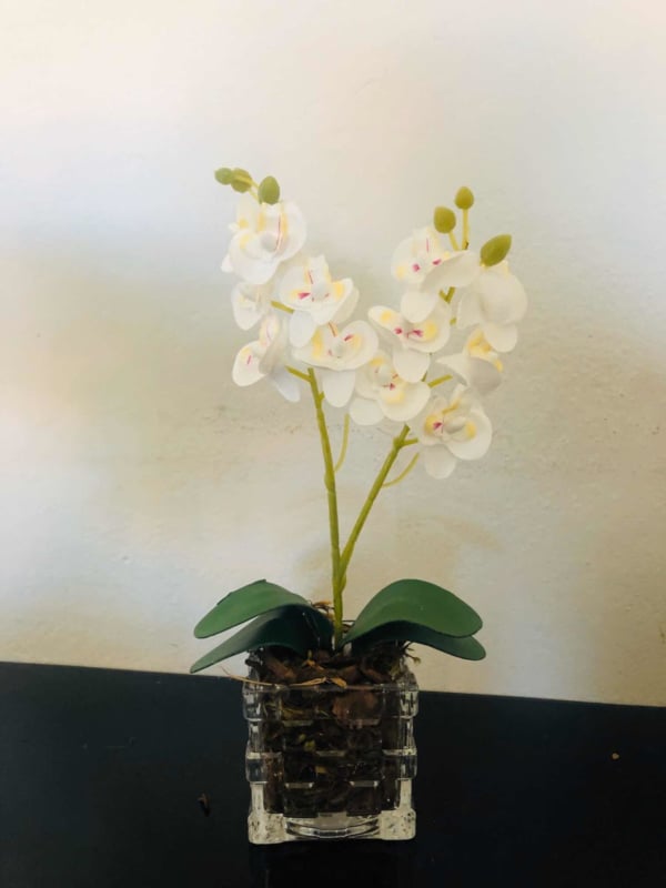 mini orquídeas em vaso transparente