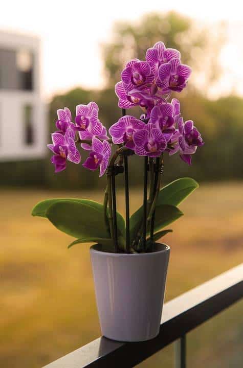 mini orquídeas na varanda