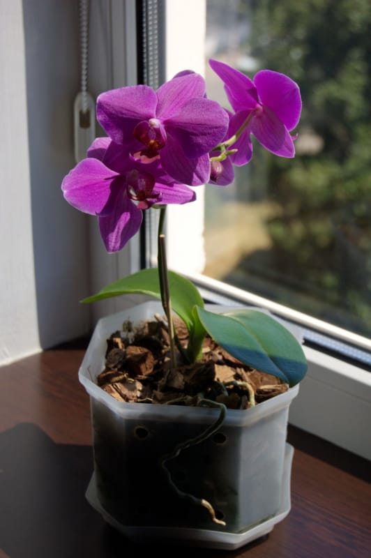mini orquídeas perto da janela