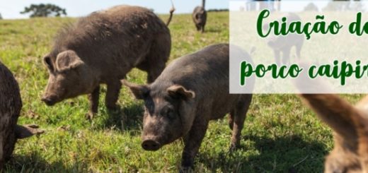 dicas para criar porco caipira
