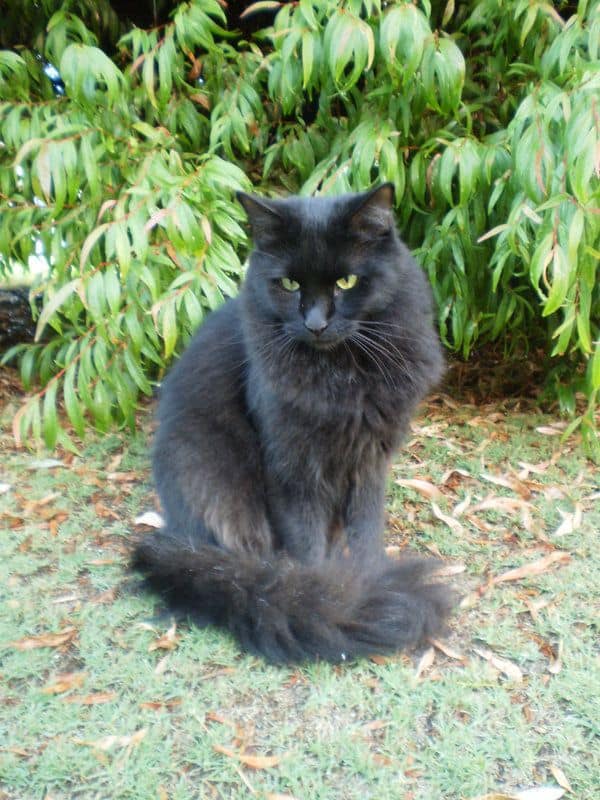 gato angorá preto de olhos verdes