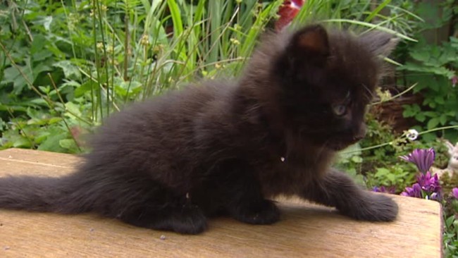 filhote de gato angorá preto