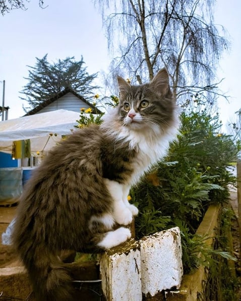 gato angorá de pelagem cinza e branca