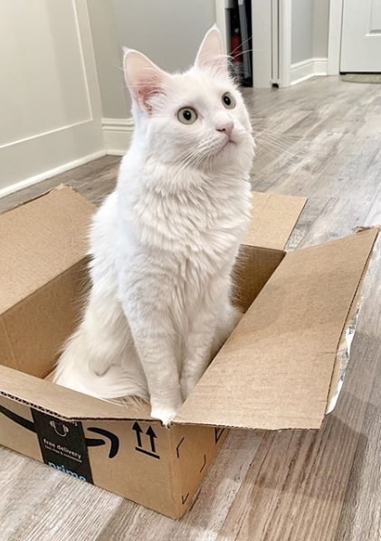 gato branco em caixa de papelão