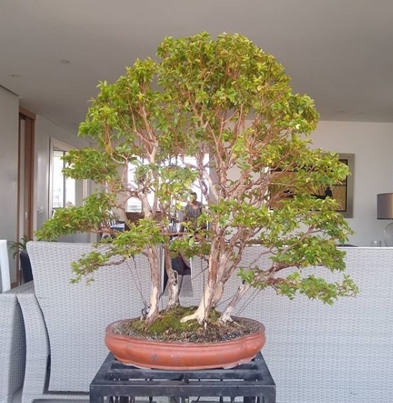 bonsai de jabuticaba na decoração