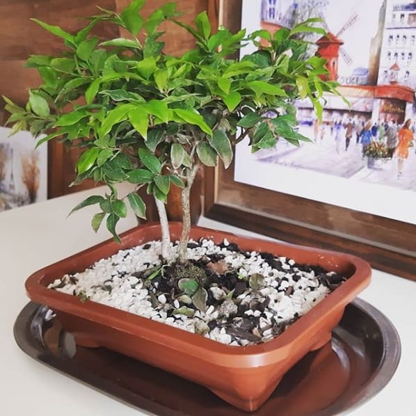 bonsai de jabuticabeira na decoração