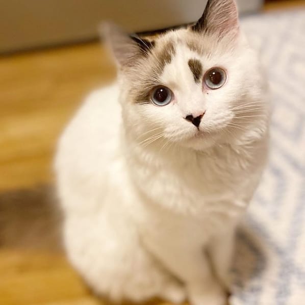 gato angorá branco com manchinhas