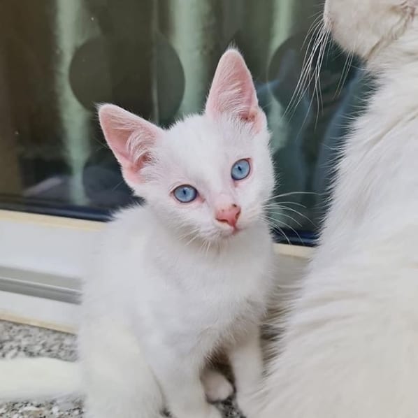 filhote de gato angorá branco de olho azul