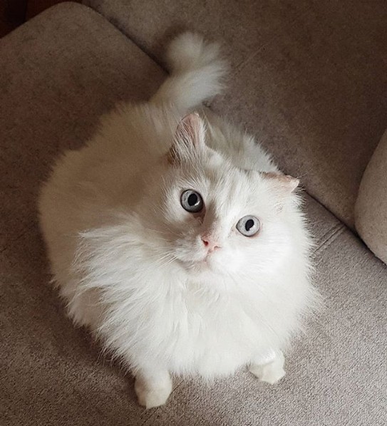 gato angorá de pelagem branca