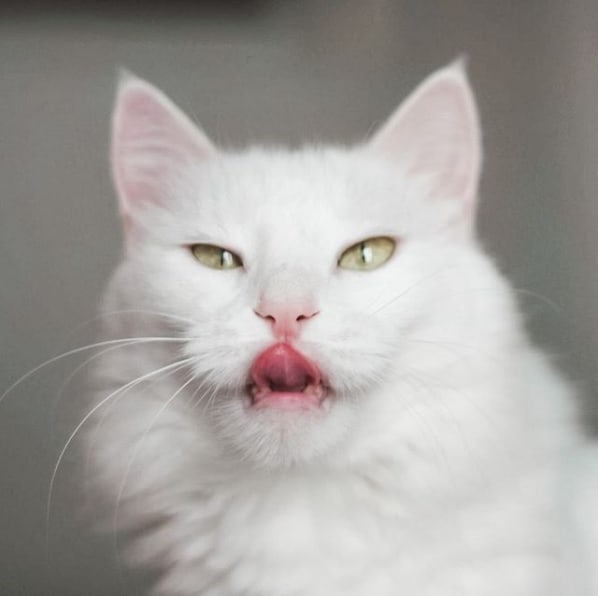 gato branco de olho verde