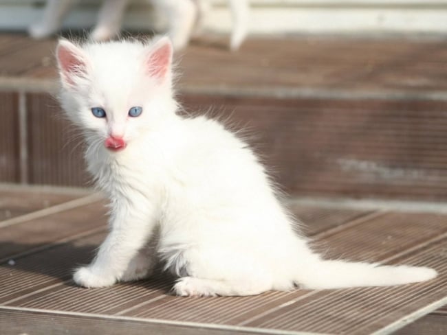 gato angorá branco de olho azul