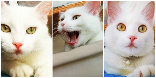 dica de perfil no instagram com fotos de gato angorá
