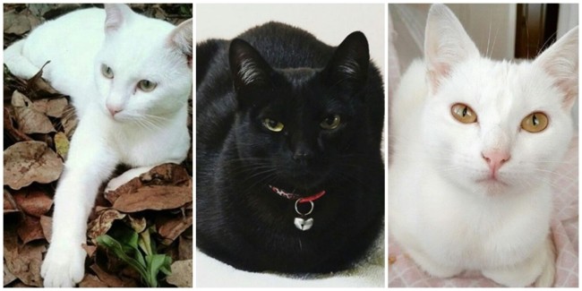 perfil do instagram para gatos angorá
