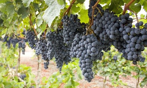 dicas para cuidar e cultivar uvas