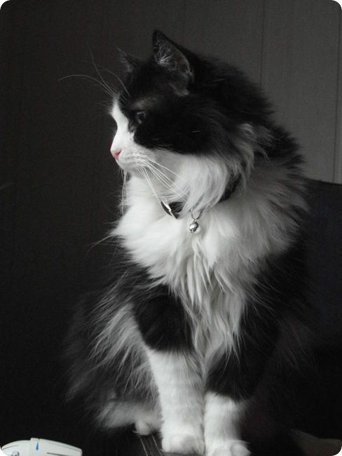 gato angorá preto e branco