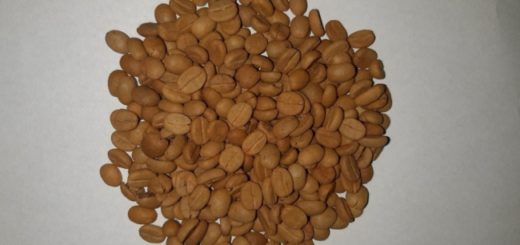 sementes de cafe