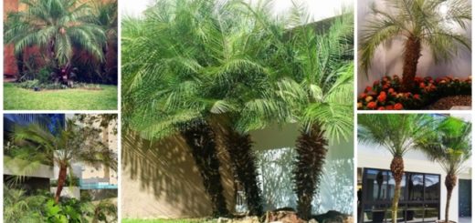 palmeira fenix