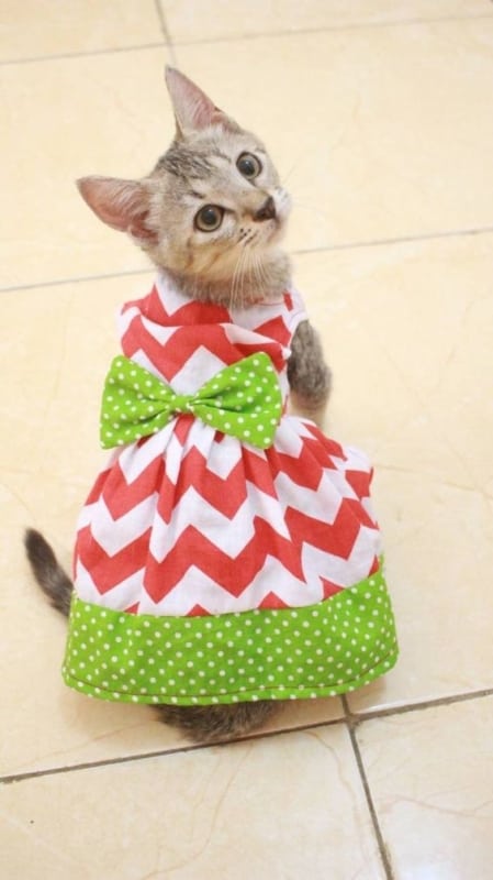vestido para gatinha