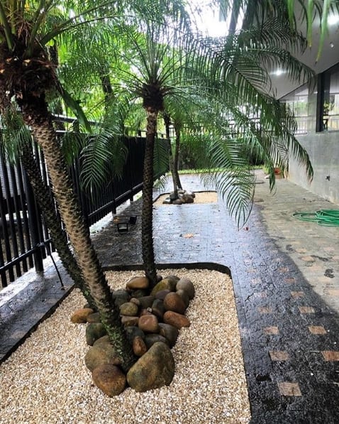 jardim externo com pedras e palmeira fenix