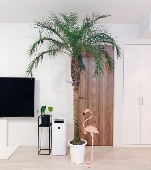sala decorada com vaso de palmeira phoenix
