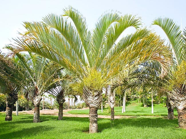 Palmeira triangular empregue no paisagismo
