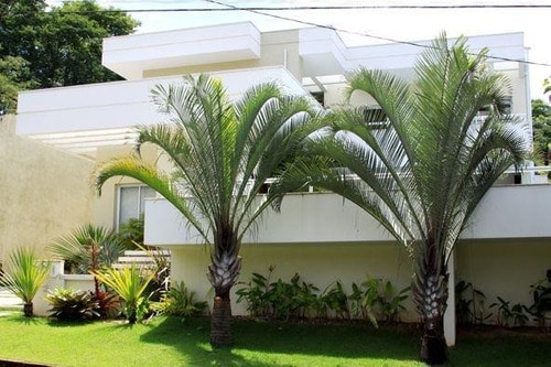 Palmeira triangular no paisagismo residencial